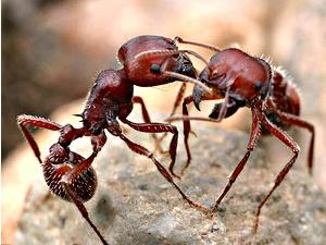 Mengapa Semut Berhenti Jika Bertemu Semut Lainnya ? [ www.BlogApaAja.com ]